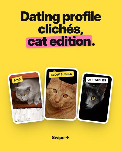 Post: Dating-Profil-Klischees, Katzen-Edition